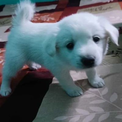 Pomeranian Price in Nashik | Pomeranian Puppies for sale in Nashik