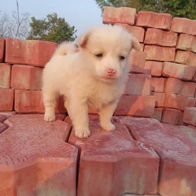 Pomeranian Price in Pune | Pomeranian Puppies for sale in Pune