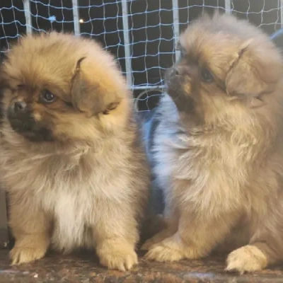 Pomeranian Price in Mumbai | Pomeranian Puppies for sale in Mumbai