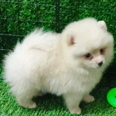 Pomeranian Price in Chennai | Pomeranian Puppies for sale in Chennai