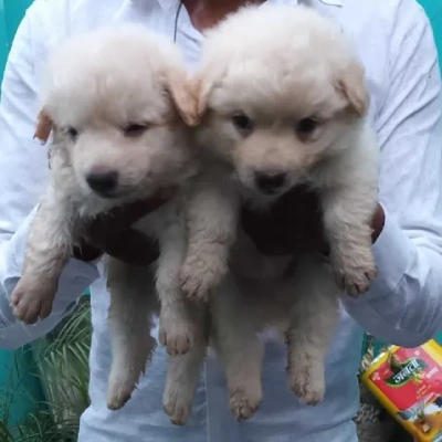 Pomeranian Price in Bangalore | Pomeranian Puppies for sale in Bangalore