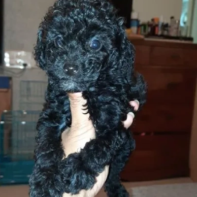 Toy Poodle Price in Bangalore | Toy Poodle Puppies for sale in Bangalore