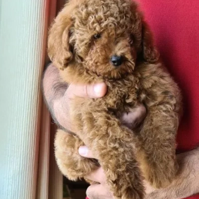 Toy Poodle Price in Bangalore | Toy Poodle Puppies for sale in Bangalore