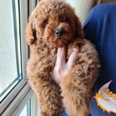 Toy Poodle Price in Hyderabad | Toy Poodle Puppies for sale in Hyderabad