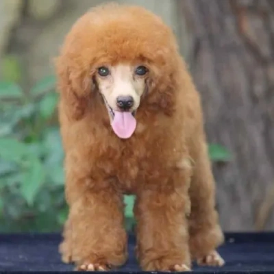 Toy Poodle Price in Hyderabad | Toy Poodle Puppies for sale in Hyderabad