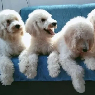 Toy Poodle Price in Bangalore | Toy Poodle Puppies for sale in Bangalore