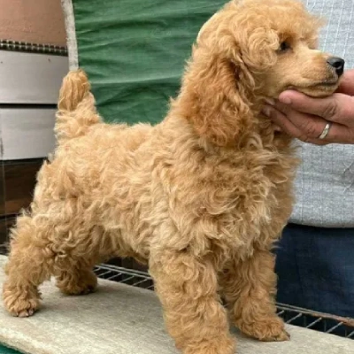 Toy Poodle Price in Chennai | Toy Poodle Puppies for sale in Chennai