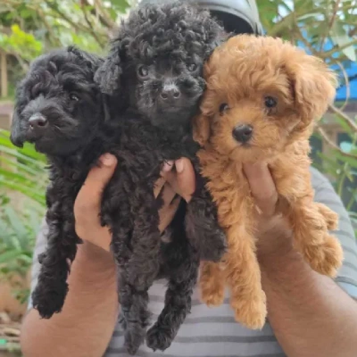 Toy Poodle Price in Delhi | Toy Poodle Puppies for sale in Delhi