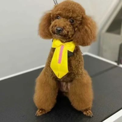 Toy Poodle Price in Bangalore | Toy Poodle Puppies for sale in Bangalore