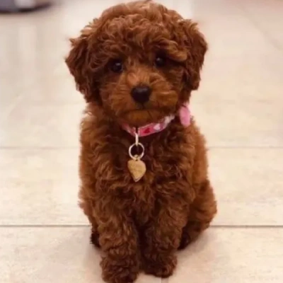 Toy Poodle Price in Surat | Toy Poodle Puppies for sale in Surat