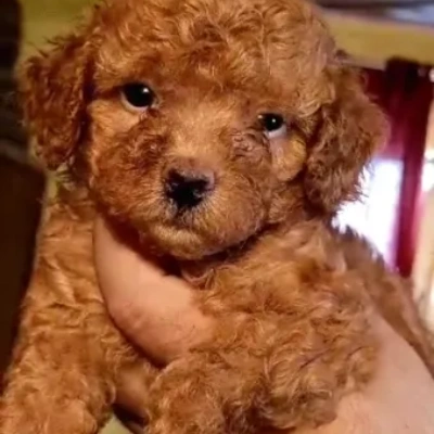 Toy Poodle Price in Hyderabad | Toy Poodle Puppies for sale in Hyderabad