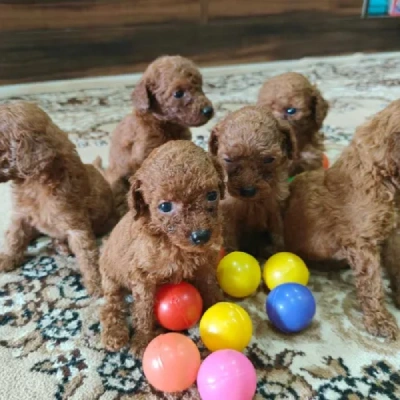 Toy Poodle Price in Hyderabad | Toy Poodle Puppies for sale in Hyderabad