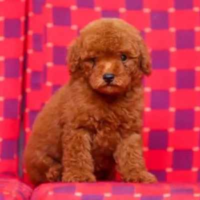 Toy Poodle Price in Surat | Toy Poodle Puppies for sale in Surat