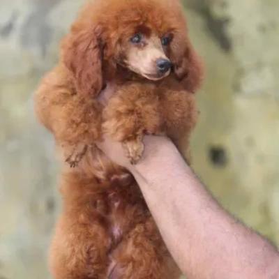 Toy Poodle Price in Delhi | Toy Poodle Puppies for sale in Delhi