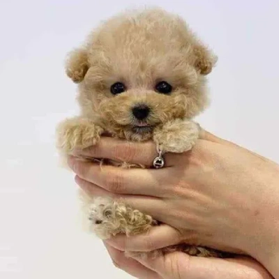 Toy Poodle Price in Surat | Toy Poodle Puppies for sale in Surat