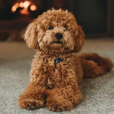 Toy Poodle Price in Bangalore | Toy Poodle Puppies for sale in Bangalore