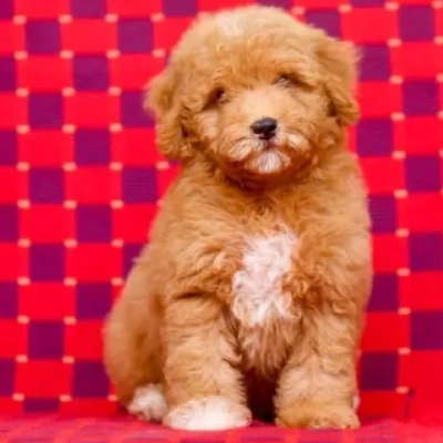 Toy Poodle Price in Bangalore | Toy Poodle Puppies for sale in Bangalore