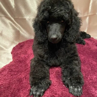 Toy Poodle Price in Mumbai | Toy Poodle Puppies for sale in Mumbai