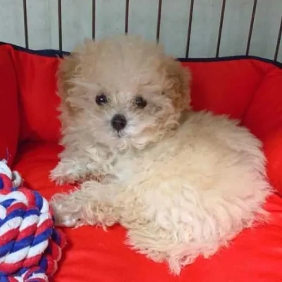 Toy Poodle Price in Bangalore | Toy Poodle Puppies for sale in Bangalore