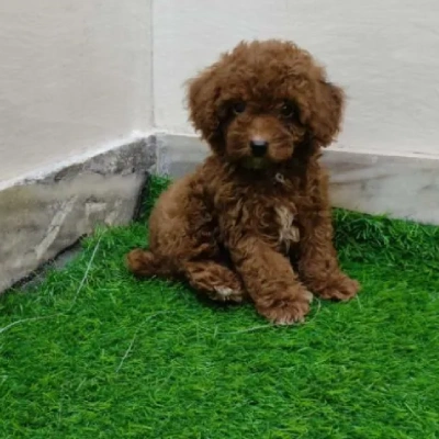 Toy Poodle Price in Bangalore | Toy Poodle Puppies for sale in Bangalore