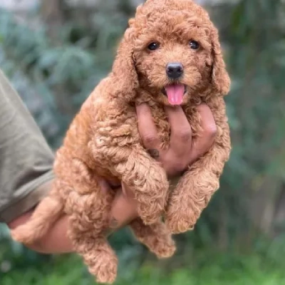 Toy Poodle Price in Hyderabad | Toy Poodle Puppies for sale in Hyderabad