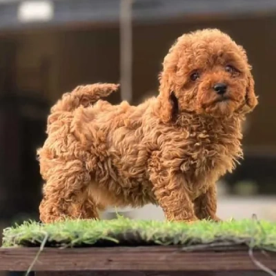 Toy Poodle Price in Chennai | Toy Poodle Puppies for sale in Chennai