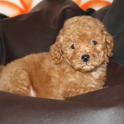 Toy Poodle Price in Hyderabad | Toy Poodle Puppies for sale in Hyderabad