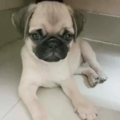 Pug Price in Chennai | Pug Puppies for sale in Chennai