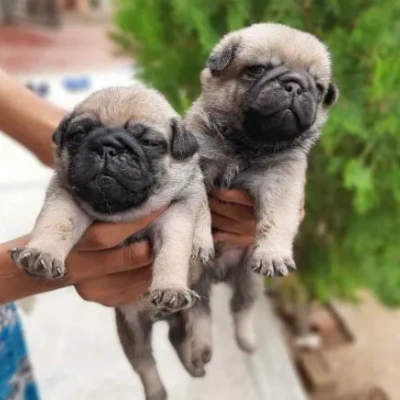 Pug Price in Visakhapatnam | Pug Puppies for sale in Visakhapatnam