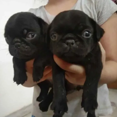 Pug Price in Noida | Pug Puppies for sale in Noida