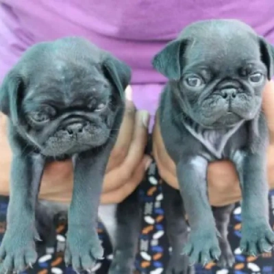 Pug Price in Mumbai | Pug Puppies for sale in Mumbai