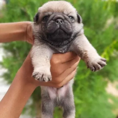 Pug Price in Hyderabad | Pug Puppies for sale in Hyderabad