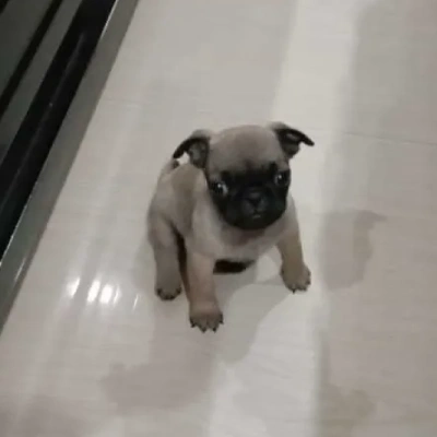 Pug Price in Hyderabad | Pug Puppies for sale in Hyderabad