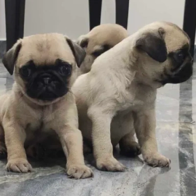 Pug Price in Pune | Pug Puppies for sale in Pune