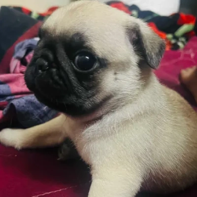 Pug Price in Visakhapatnam | Pug Puppies for sale in Visakhapatnam