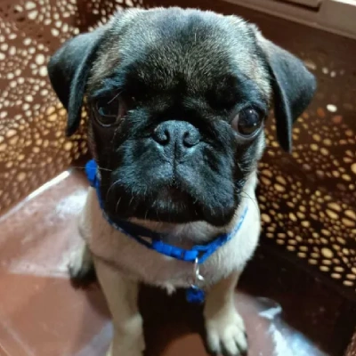 Pug Price in Hyderabad | Pug Puppies for sale in Hyderabad