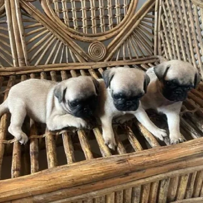 Pug Price in Mumbai | Pug Puppies for sale in Mumbai