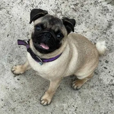 Pug Price in Visakhapatnam | Pug Puppies for sale in Visakhapatnam