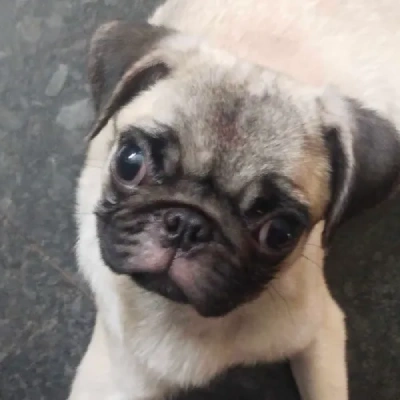 Pug Price in Pune | Pug Puppies for sale in Pune