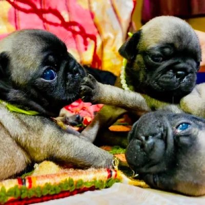 Pug Price in Visakhapatnam | Pug Puppies for sale in Visakhapatnam