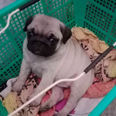 Pug Price in Hyderabad | Pug Puppies for sale in Hyderabad