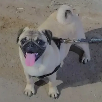 Pug Price in Bangalore | Pug Puppies for sale in Bangalore