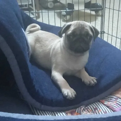 Pug Price in Mumbai | Pug Puppies for sale in Mumbai