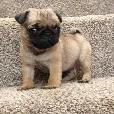 Pug Price in Mumbai | Pug Puppies for sale in Mumbai