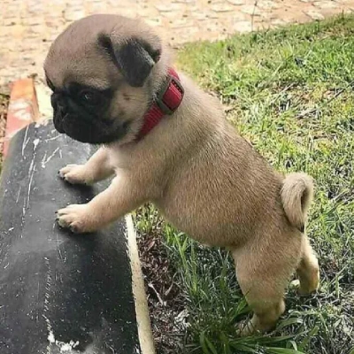 Pug Price in Hyderabad | Pug Puppies for sale in Hyderabad