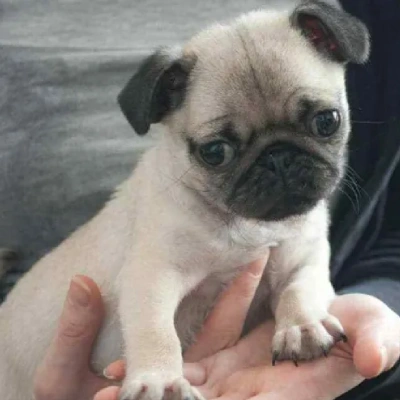 Pug Price in Noida | Pug Puppies for sale in Noida