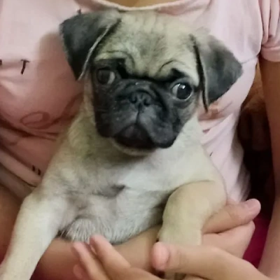 Pug Price in Mumbai | Pug Puppies for sale in Mumbai