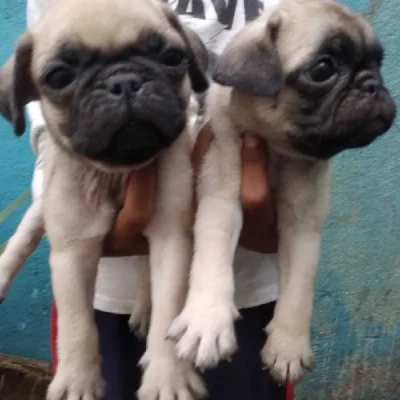 Pug Price in Bangalore | Pug Puppies for sale in Bangalore