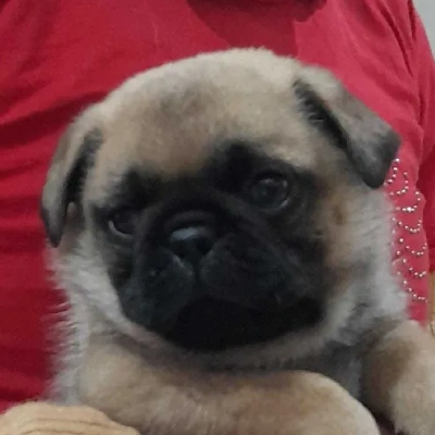 Pug Price in Mumbai | Pug Puppies for sale in Mumbai