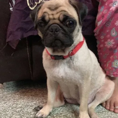 Pug Price in Bangalore | Pug Puppies for sale in Bangalore